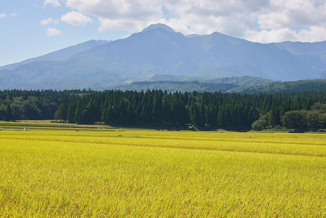 The Origin Story of Myoko Embodied | Tallow Skincare - Myoko embodied