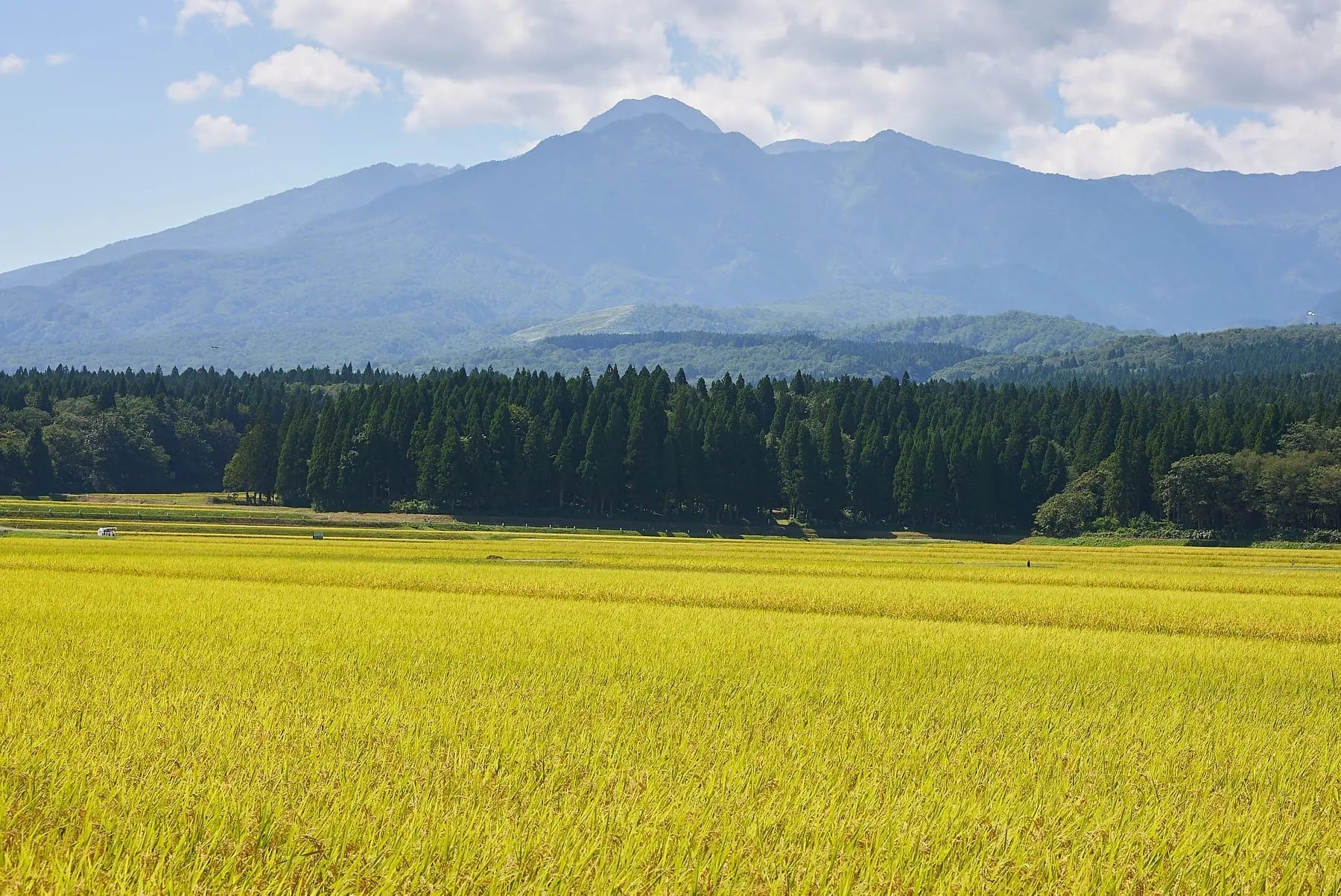 The Origin Story of Myoko Embodied | Tallow Skincare - Myoko embodied