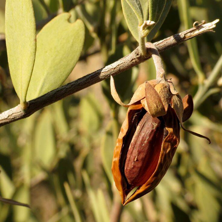 Jojoba oil